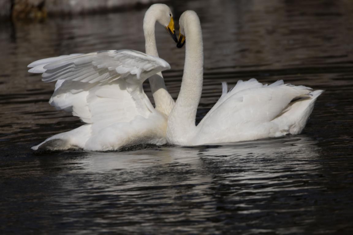 太师屯镇清水河秒变“天鹅湖”，引来众多白天鹅栖息