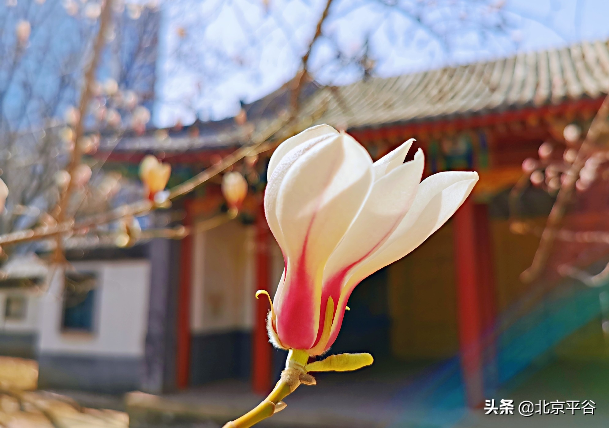 口罩遮住你的脸，却遮不住寻找平谷春天的眼