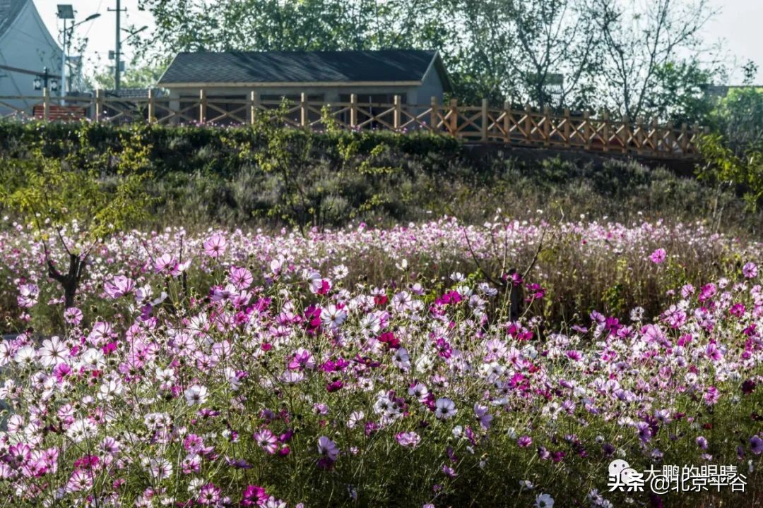 打造农村综合体！这个秋天，遇见平谷“大美周庄”