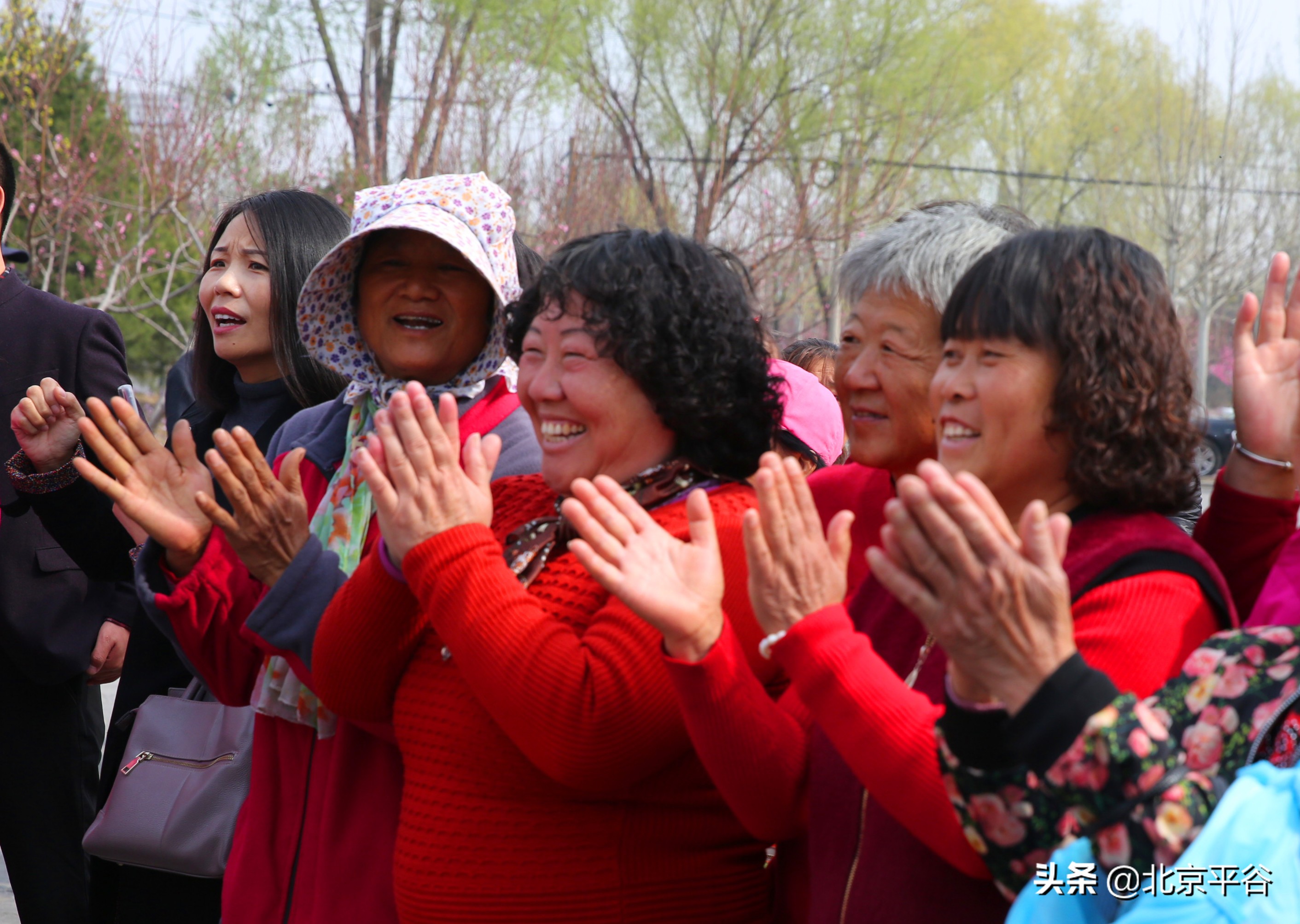 北京平谷夏各庄西红柿熟了，找回30年前老味道