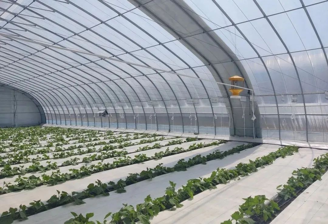 这个蔬艺园，成为推动村庄产业发展的新亮点