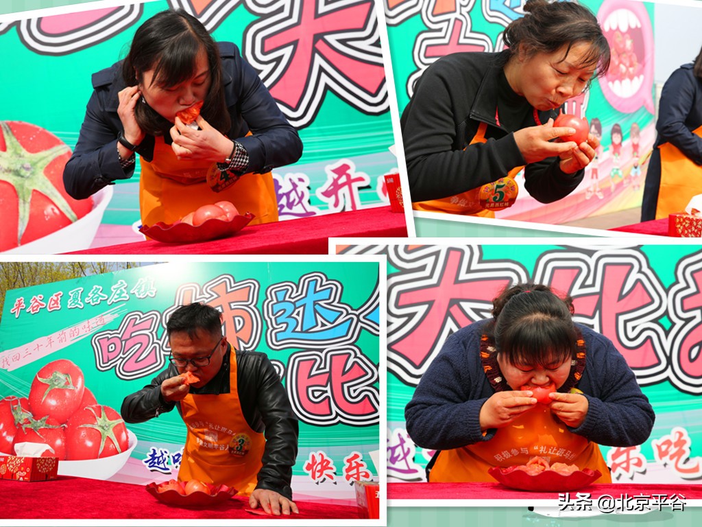 北京平谷夏各庄西红柿熟了，找回30年前老味道