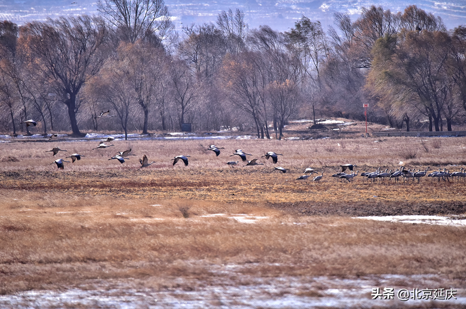 静谧清幽，生机勃勃~最美冬奥城延庆尽显冬日生态之美~