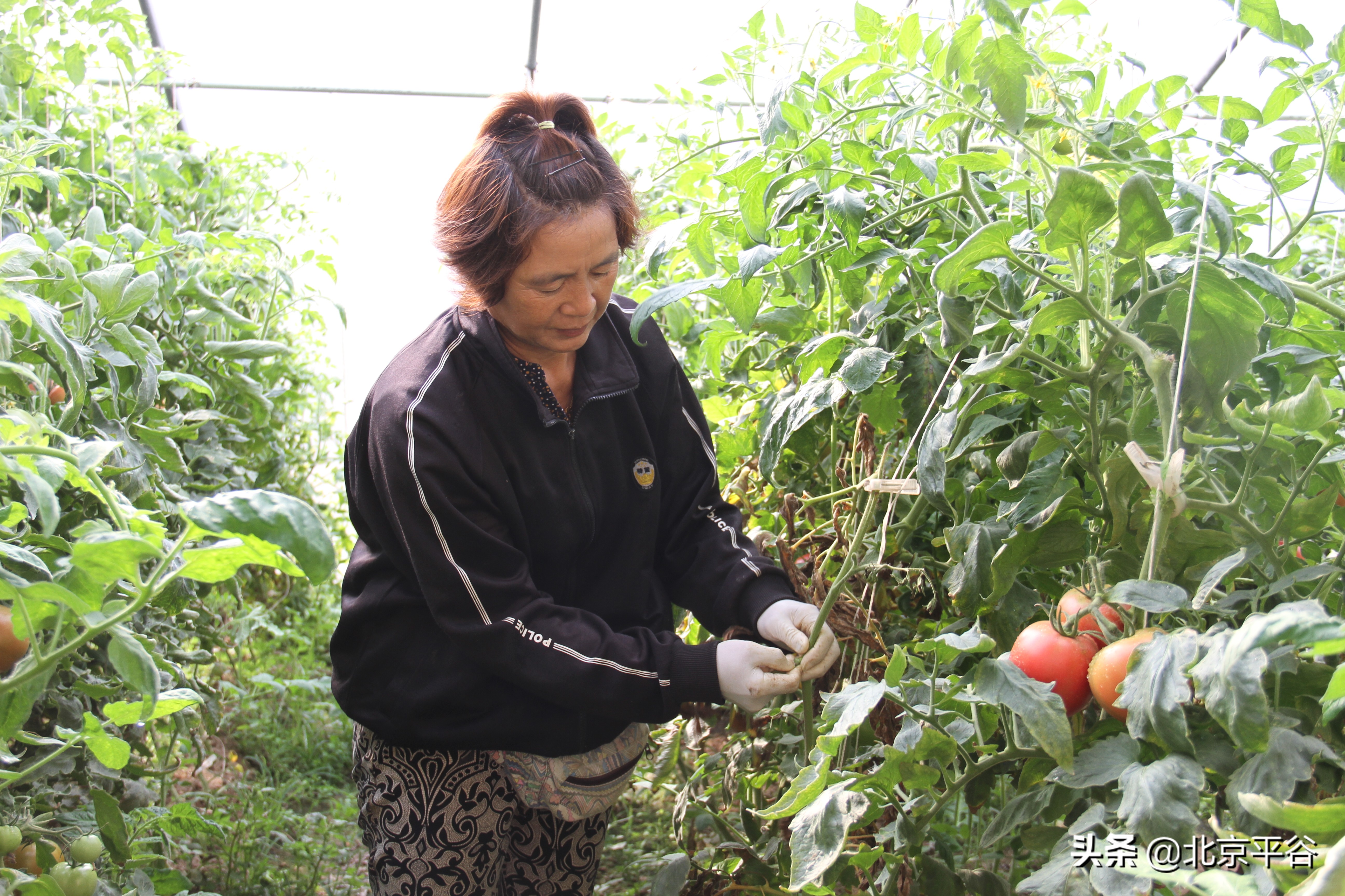 平谷东高村镇：发展现代农业 培育高品质“西红柿”惠民增收