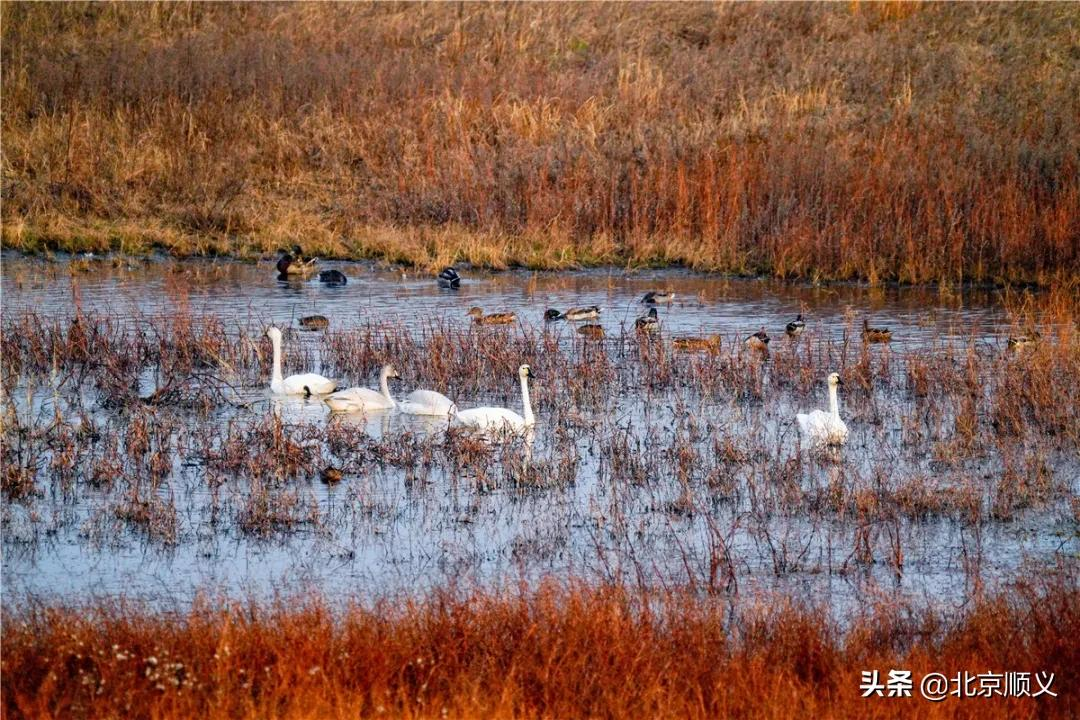 【创城有我】生态补水成效明显，干涸了23年的唐指山水库再现波澜~