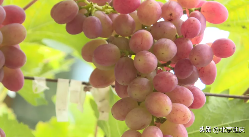 延庆富硒葡萄香满园 为果品产业发展注入新活力