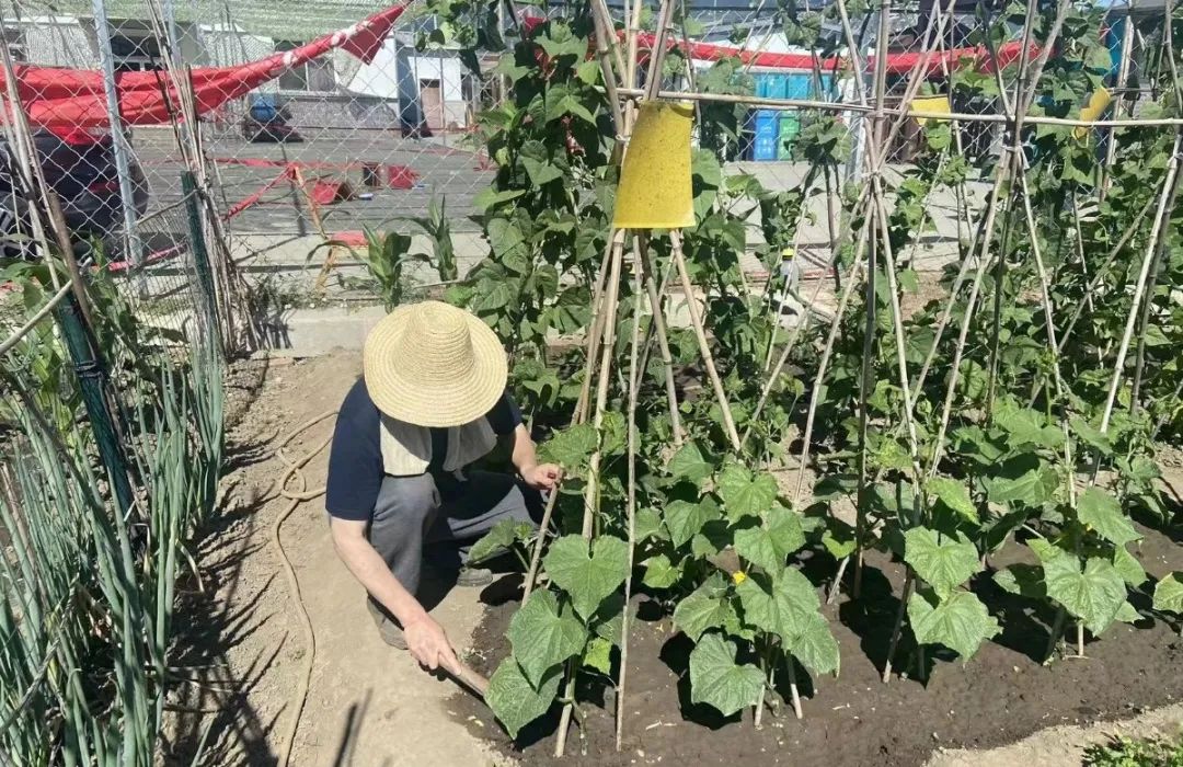 做一个“都市农夫”