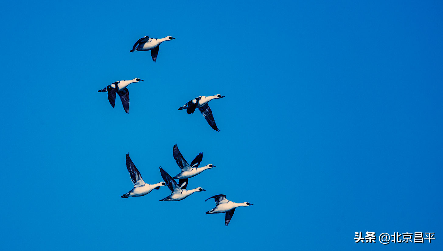 世界野生动植物日丨@昌平人，咱们一起守护珍贵的它！