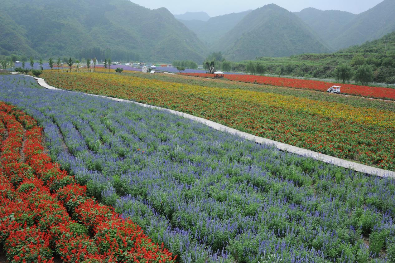 看山花、赏美景、住民宿，吃喝玩乐游太师屯