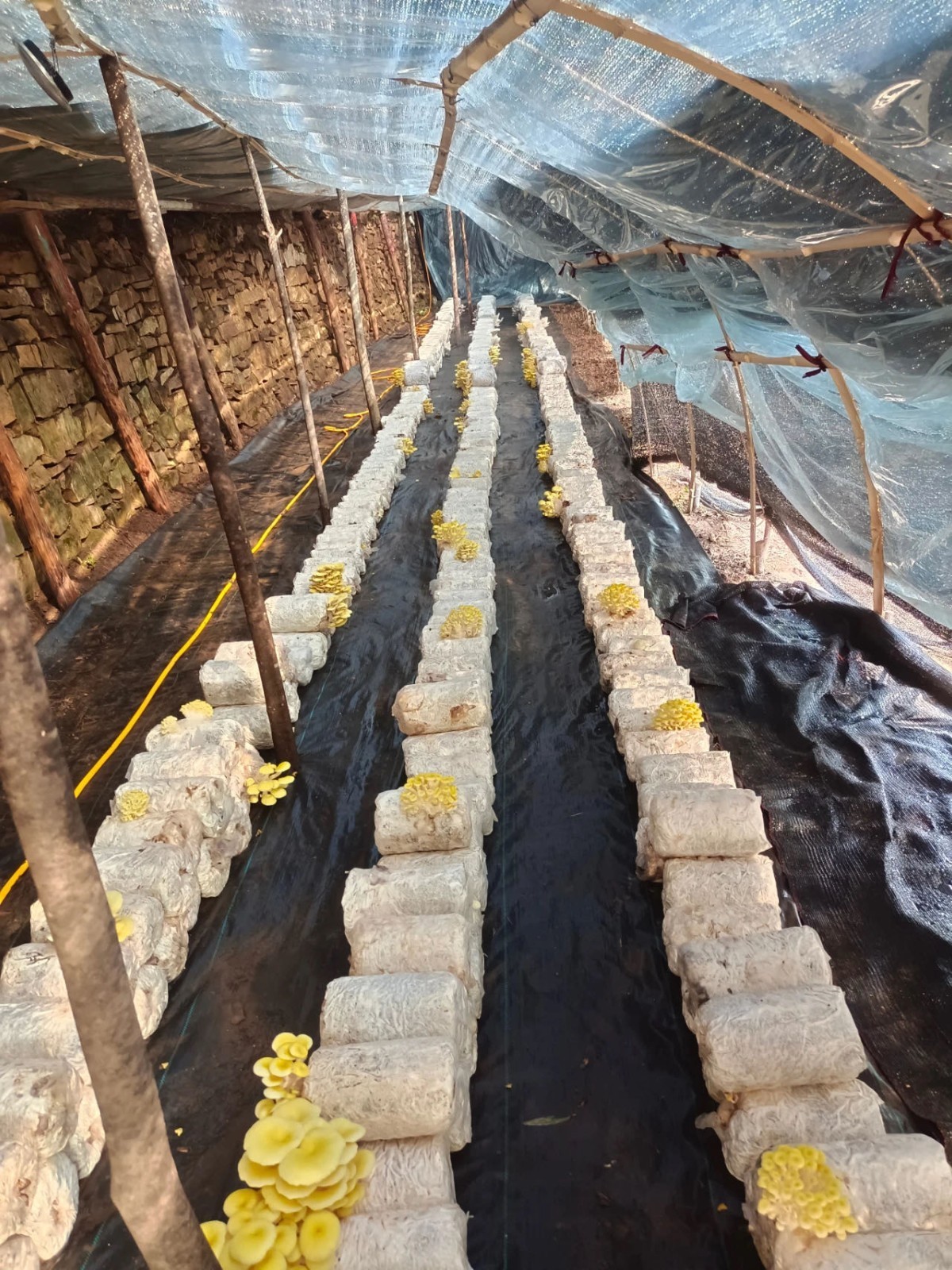 平谷区熊儿寨乡让小蘑菇铺就致富路