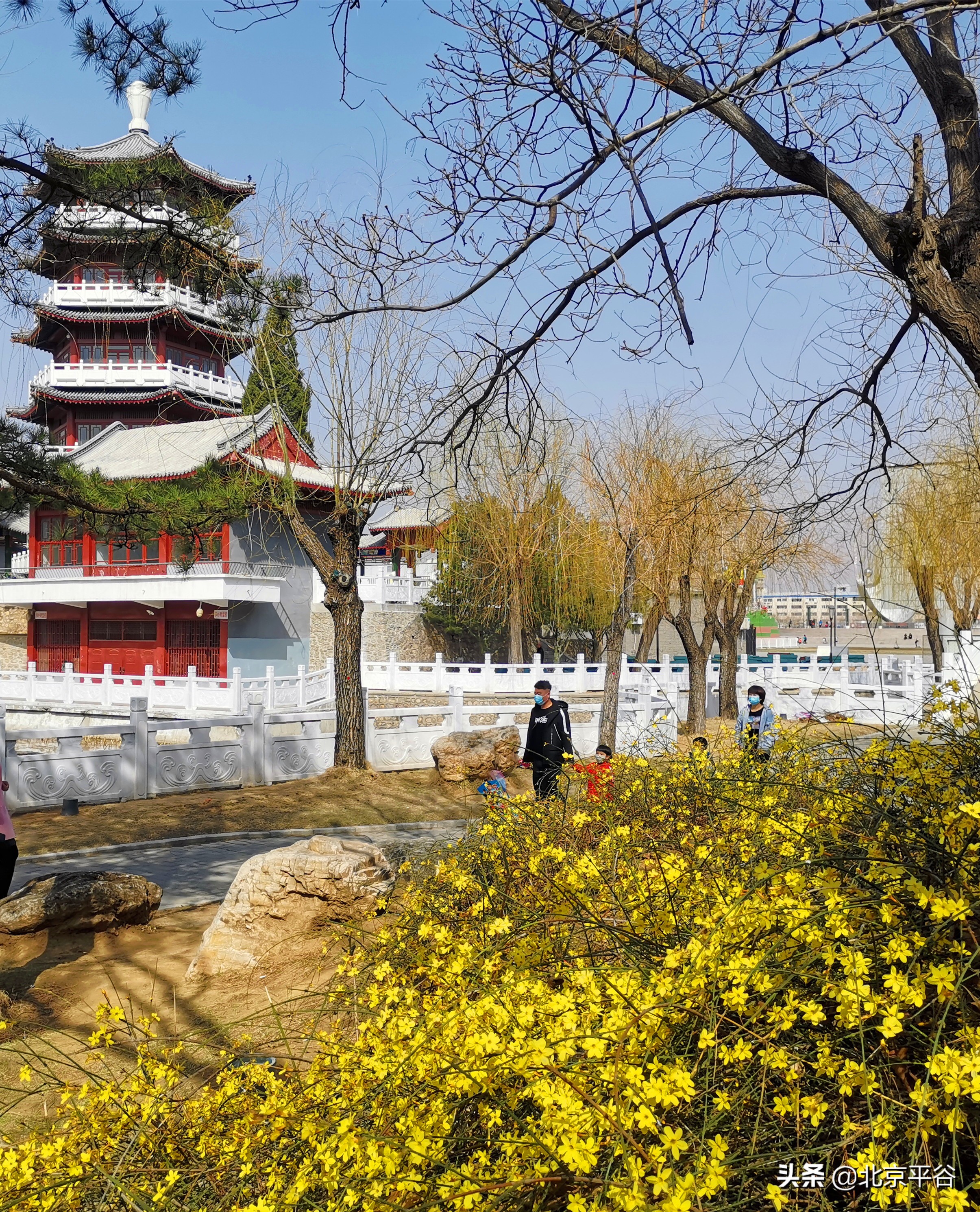 口罩遮住你的脸，却遮不住寻找平谷春天的眼