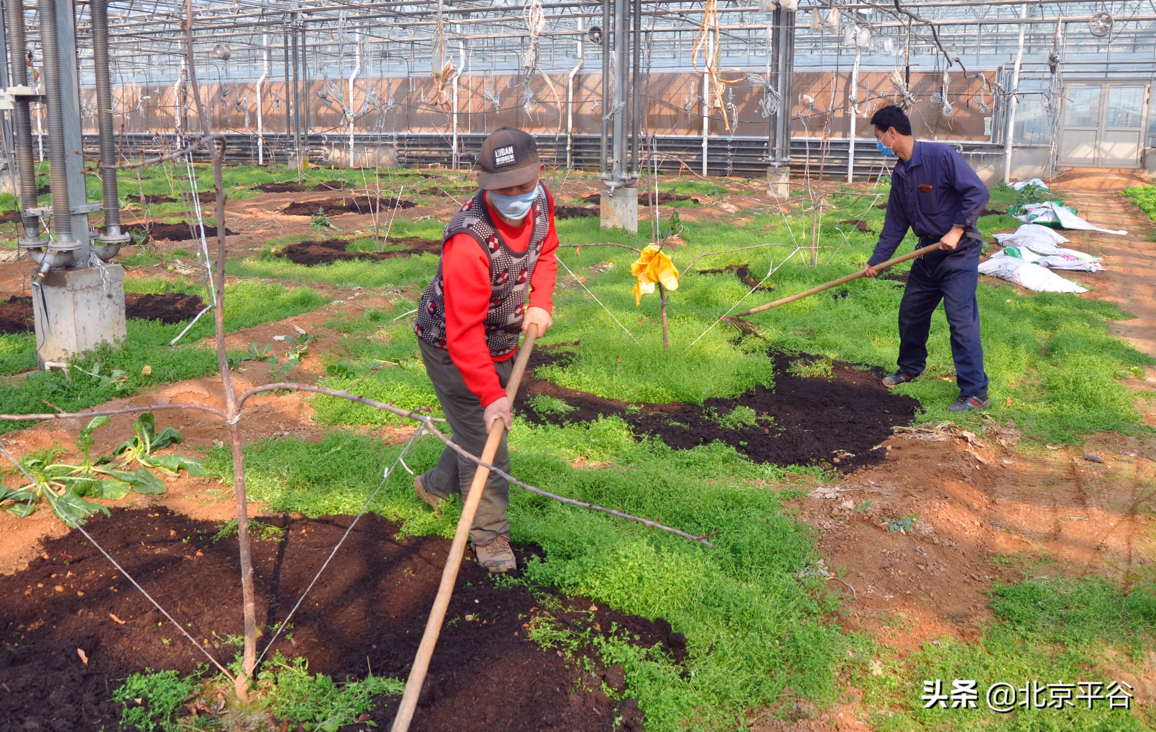 北京平谷抓防控勤春耕两不误