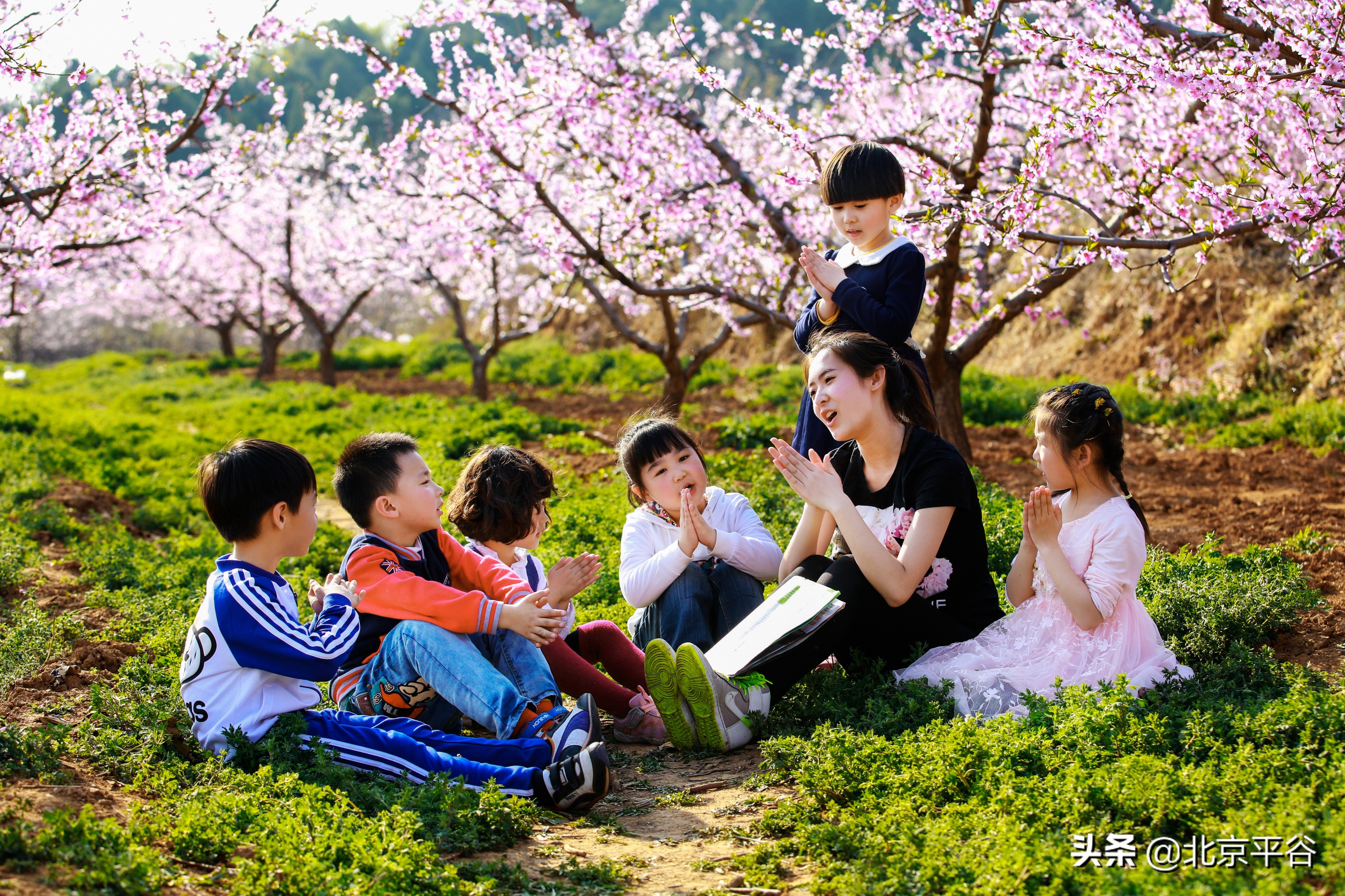 平谷携手阿里巴巴 世界级景观平谷桃花海云上绽放