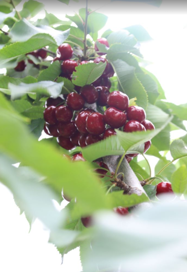 “云”赏好物，“云”上采摘，第七届北京顺义樱桃旅游采摘文化节云推介精彩呈现