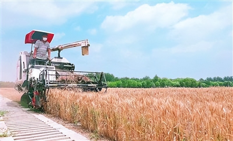 海淀区300余亩小麦陆续成熟开镰收割