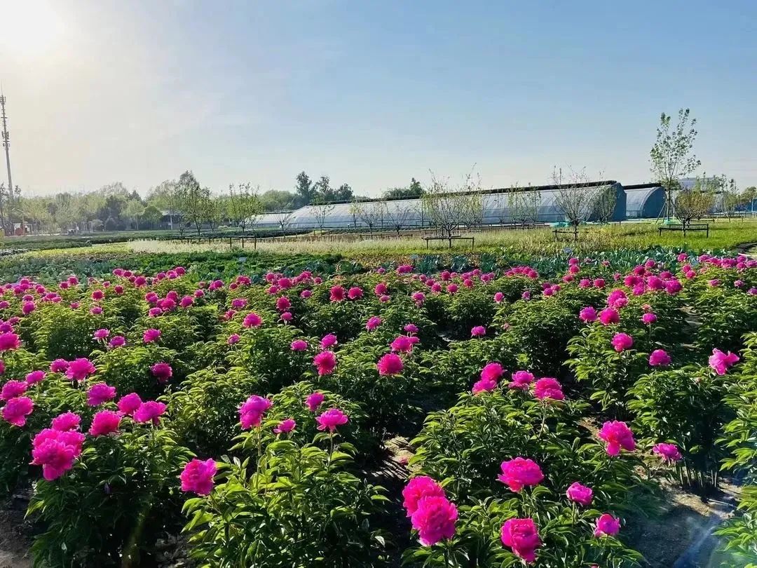 这个蔬艺园，成为推动村庄产业发展的新亮点