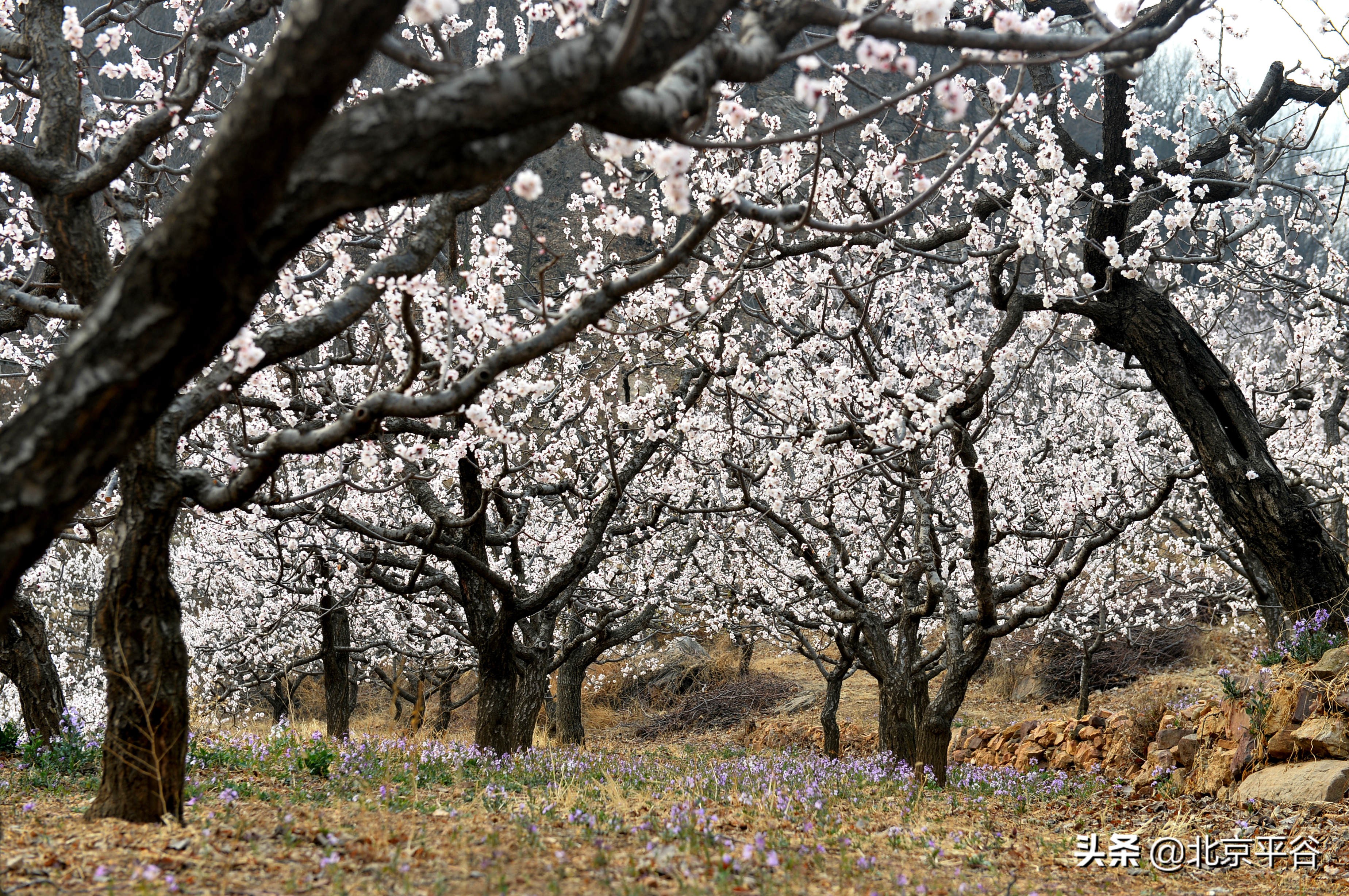 北京平谷 万亩杏花次第开放