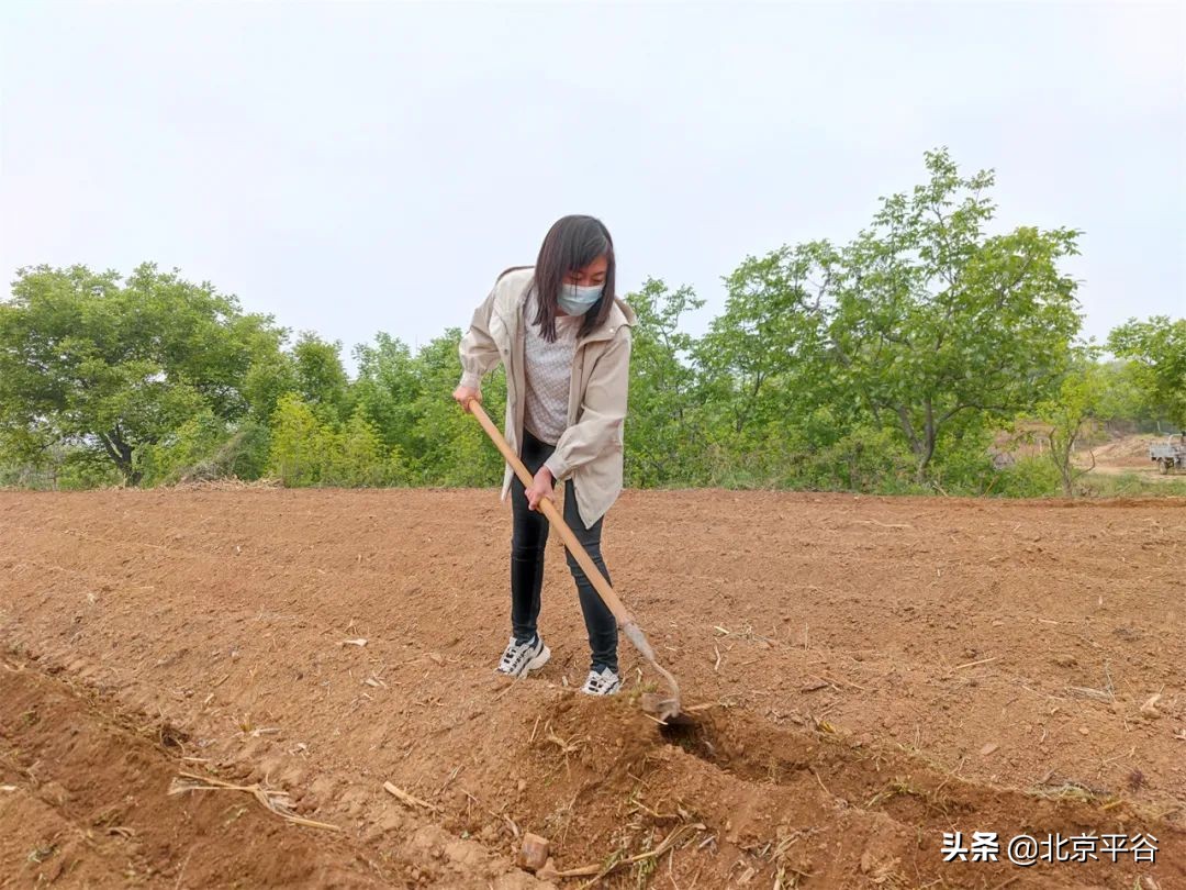 平谷区金海湖镇党建引领聚合力 复耕复种添动力