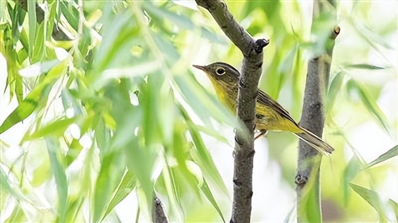 海淀区将新建6个生物多样性保育小区