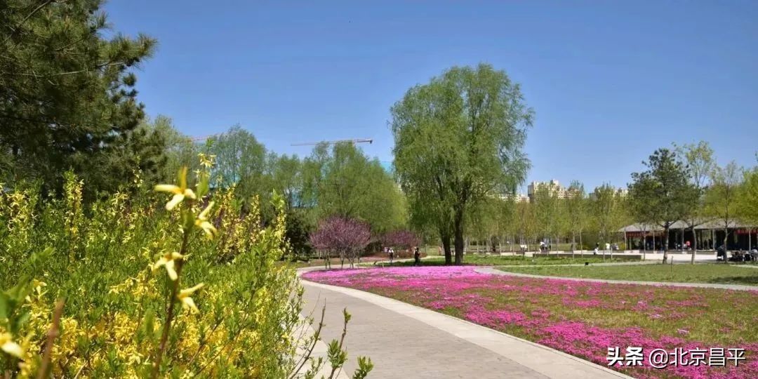 花开正艳！快来昌平这个公园邂逅“粉紫色花海”