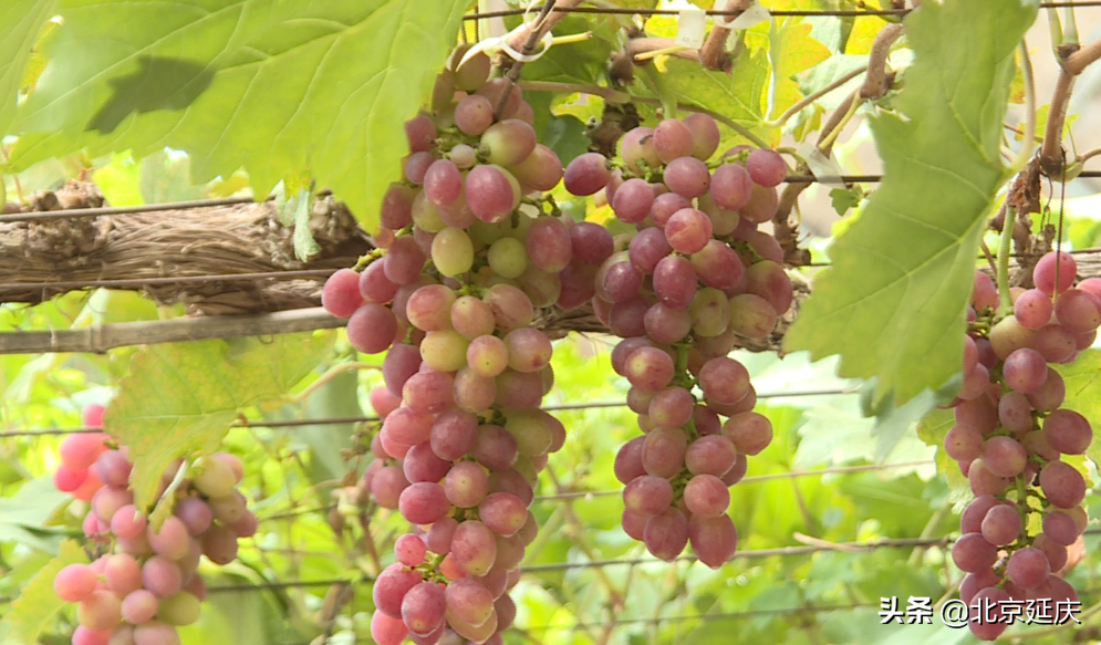 延庆富硒葡萄香满园 为果品产业发展注入新活力