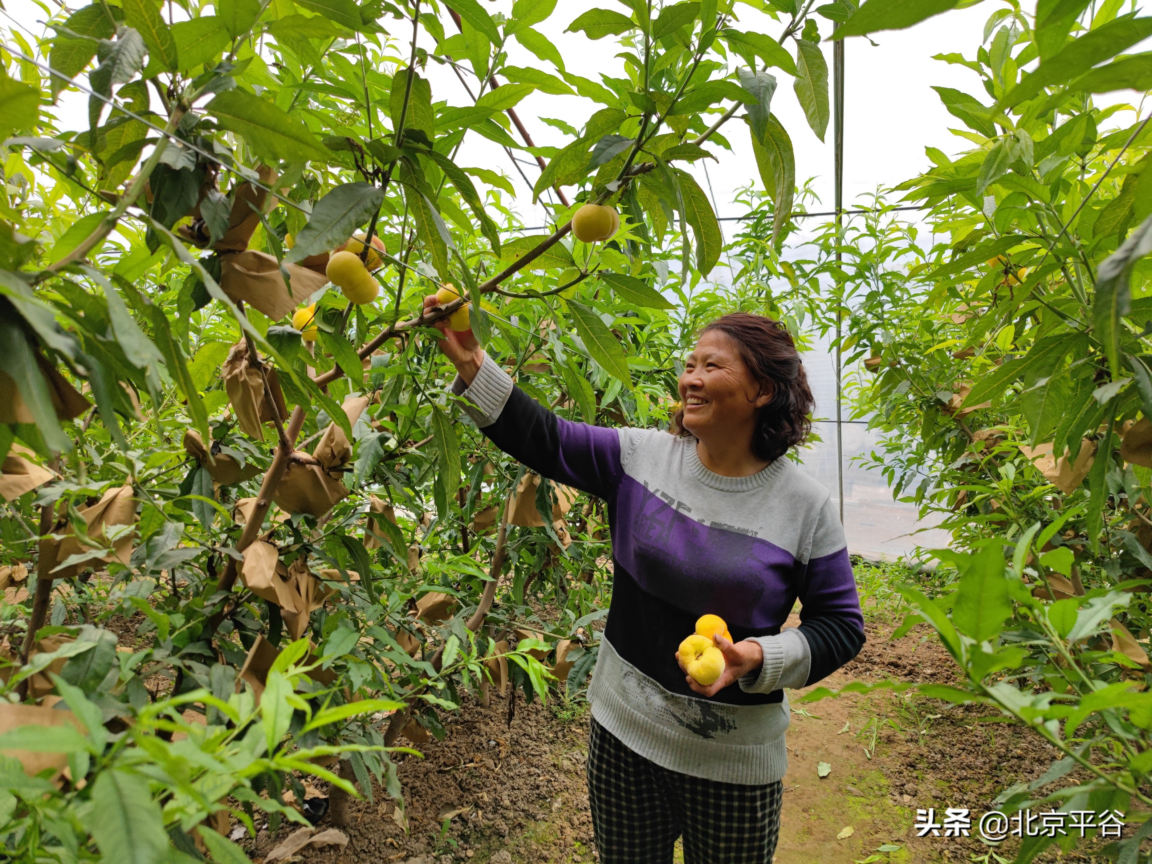 北京平谷：万亩桃花竞绽放 温室大桃俏枝头