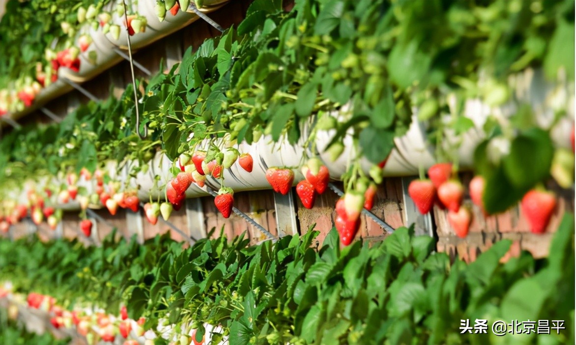 说说咱昌平的草莓，这些你都知道吗？