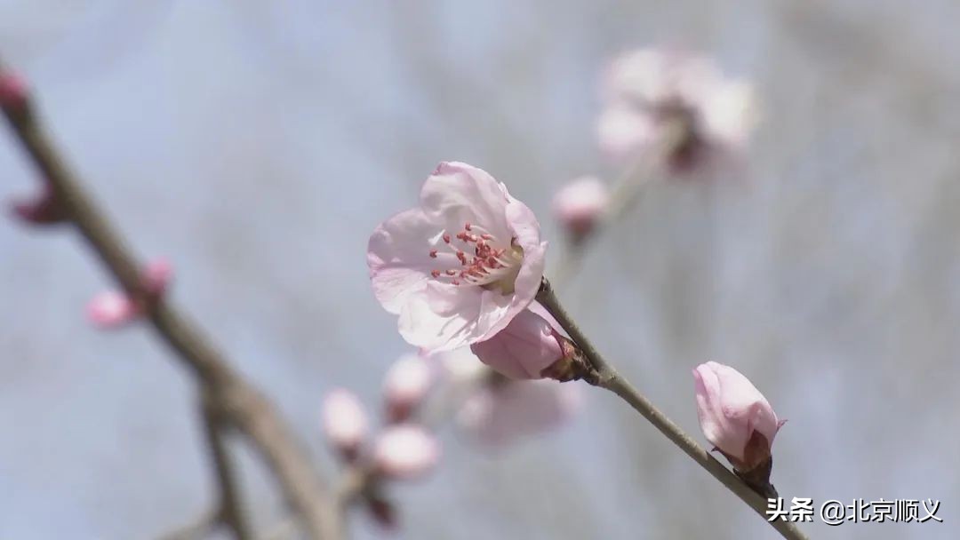 【大美顺义】顺义花博会主题公园春季赏花正当时~