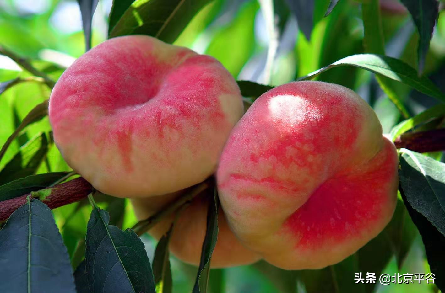 纵有订单滚滚来 平谷桃农偏要“三不摘”