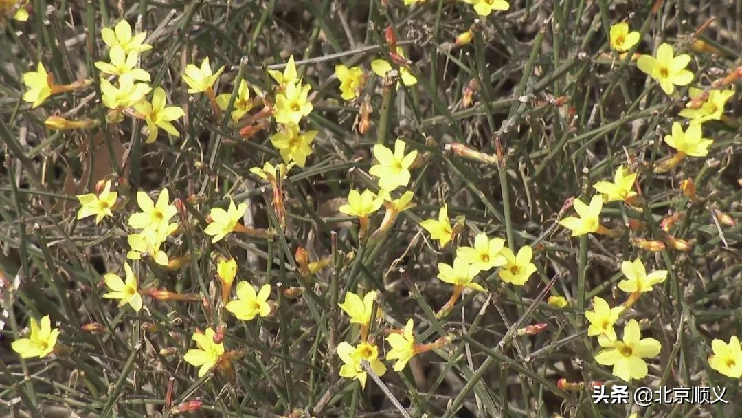 【大美顺义】顺义花博会主题公园春季赏花正当时~