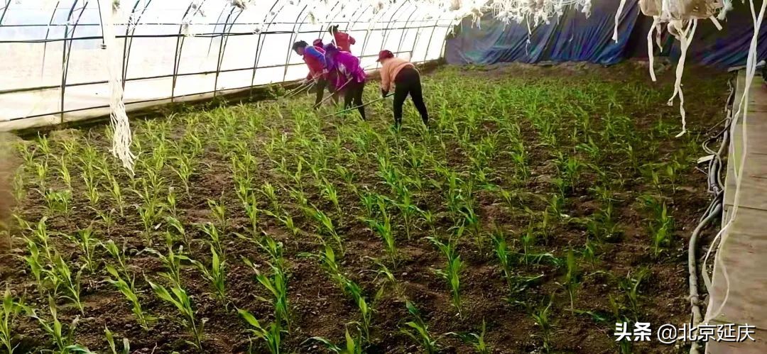 风雪中，延庆乡亲暖心守护！