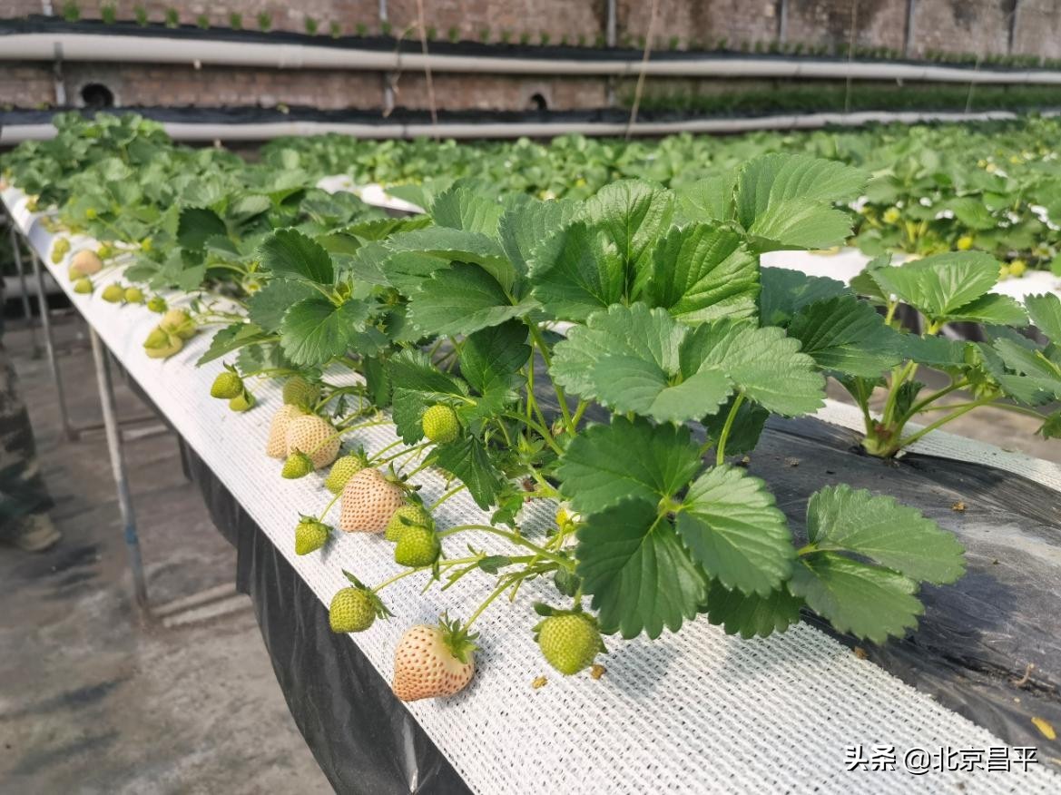 有颜有实力！这颗“白富美”稳坐C位