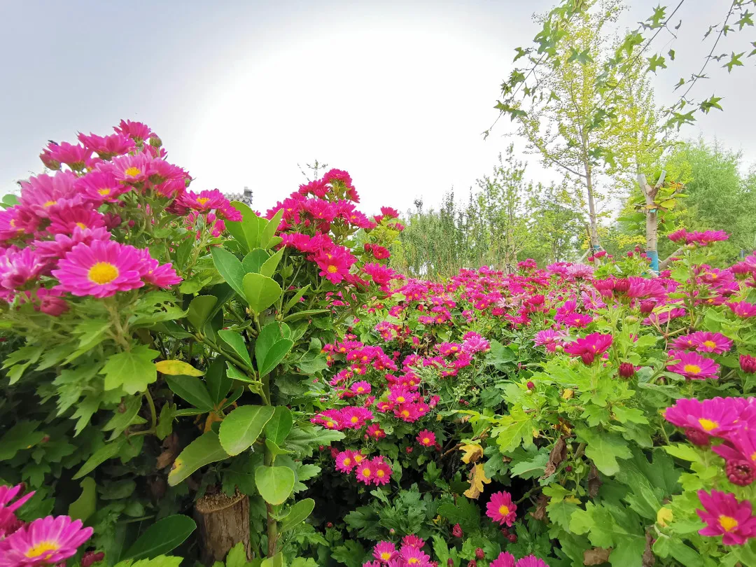 就在明天！衙门口城市森林公园正式开园！又多一个好去处~