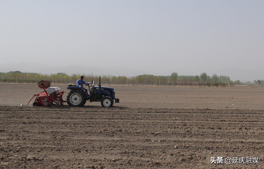 人勤春来早丨科技种植提效增产，延庆大田玉米保障北京“粮袋子”
