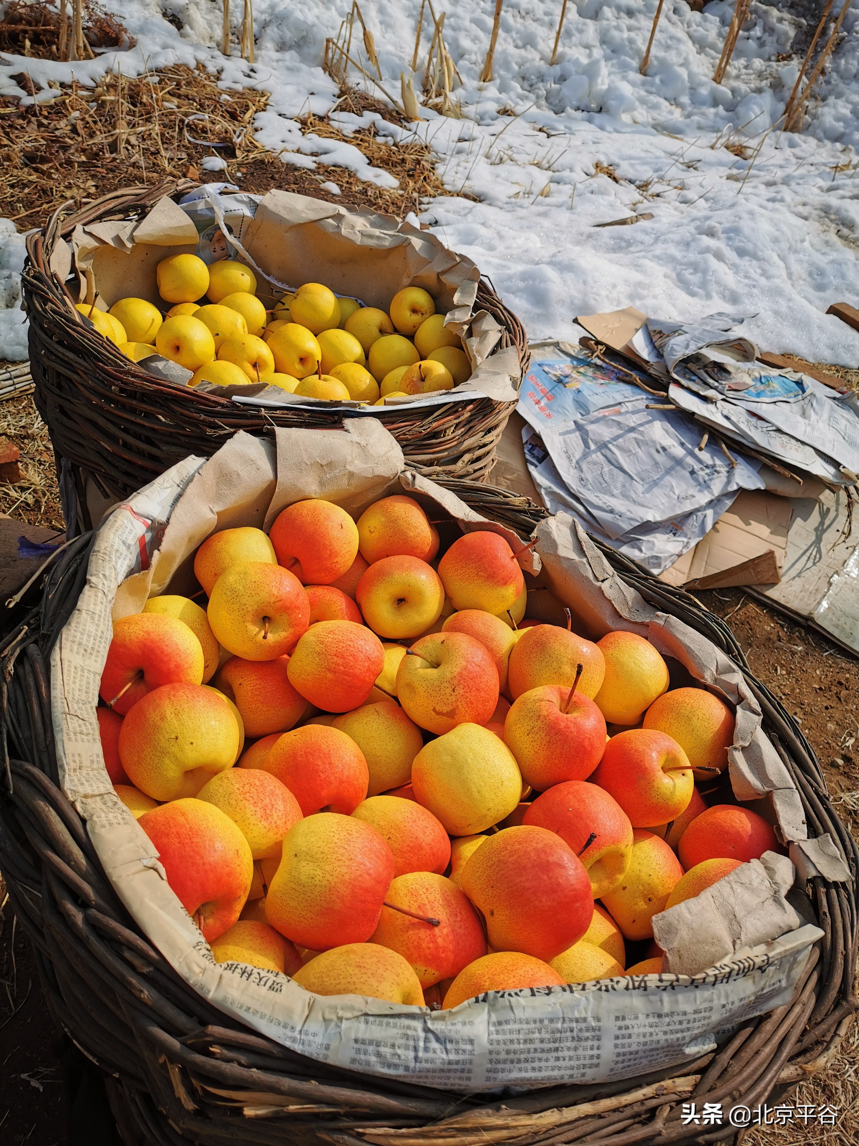 感谢有你！平谷镇罗营百万斤果品“滞销转脱销”
