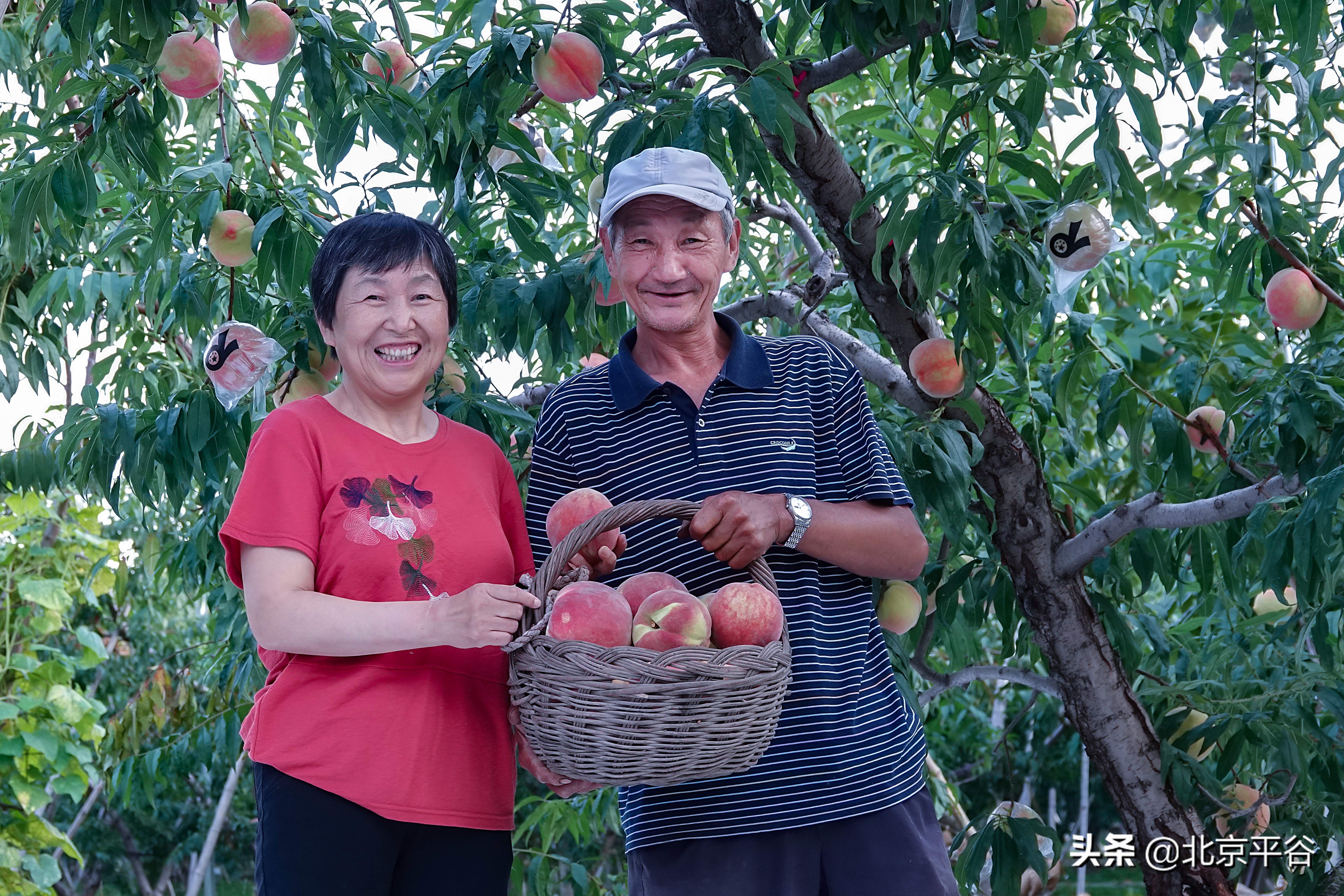 平谷乡亲为国奉礼