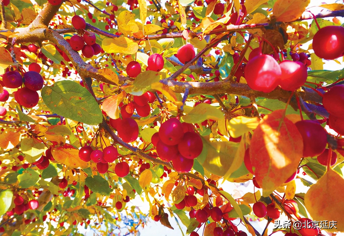 秋叶随风摇 世园秋韵美如画