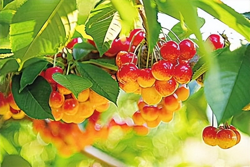 海淀区第二十二届樱桃文化节开幕