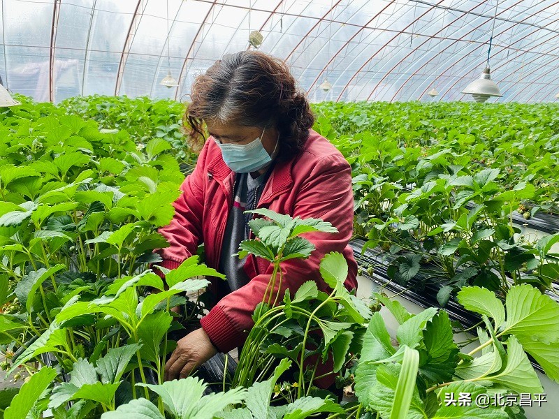 草莓套种红薯，昌平农户种出“增收果”！