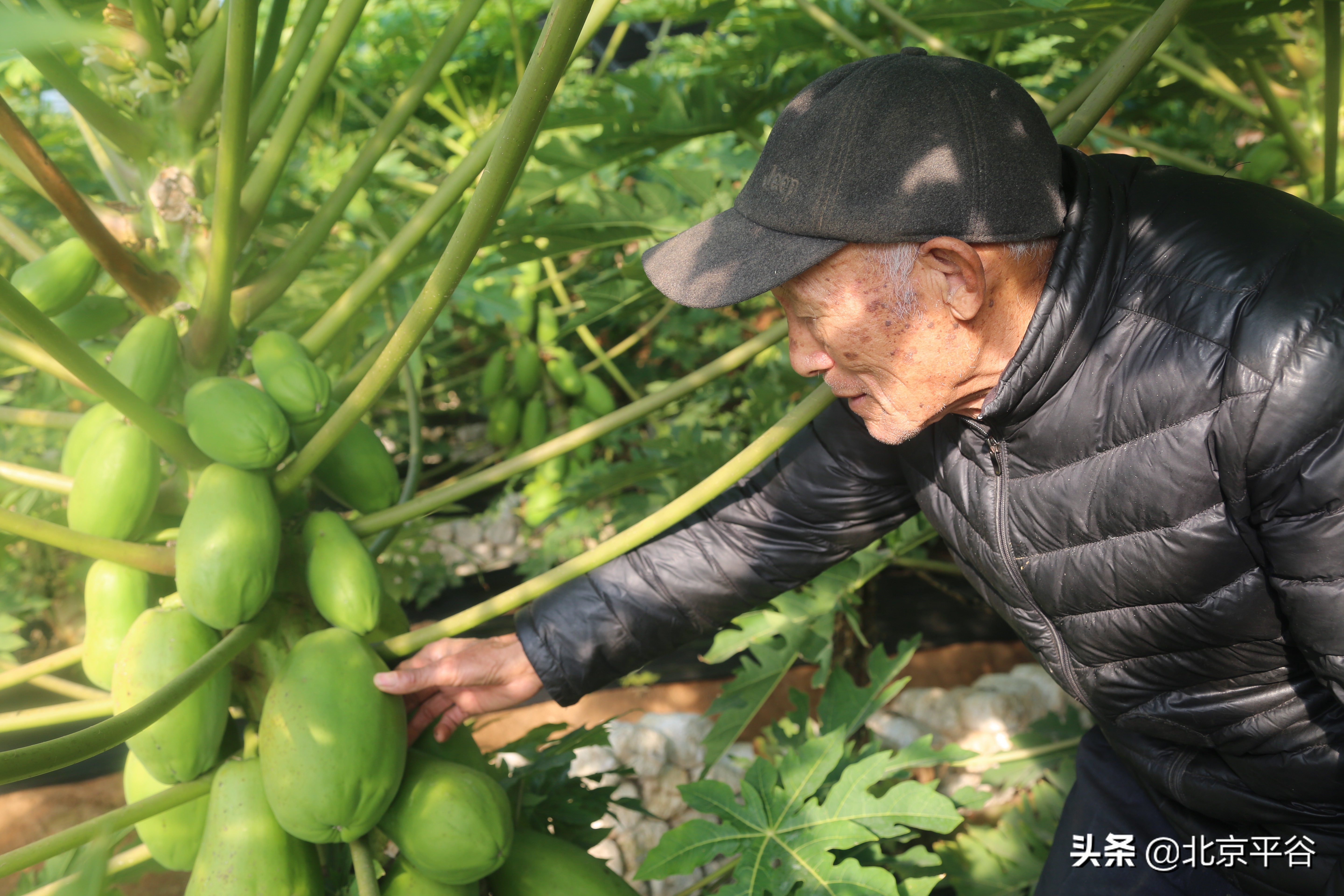 平谷王辛庄镇“南果北种”开启农业种植新思路