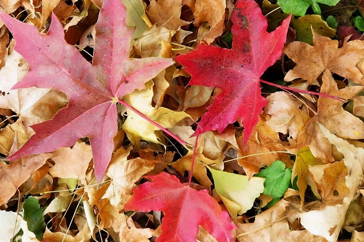 密云区巨各庄镇：千年银杏王 情牵古与今