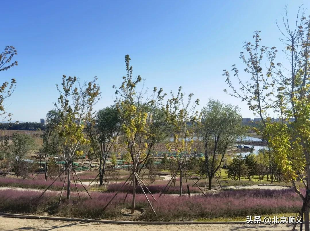 年底完工！温榆河公园顺义一期将打造“蓝绿交织、古今交融”的生态休闲空间~