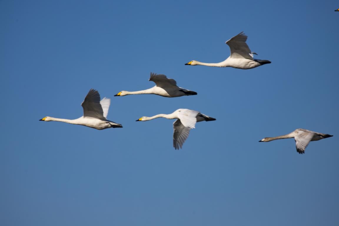 太师屯镇清水河秒变“天鹅湖”，引来众多白天鹅栖息