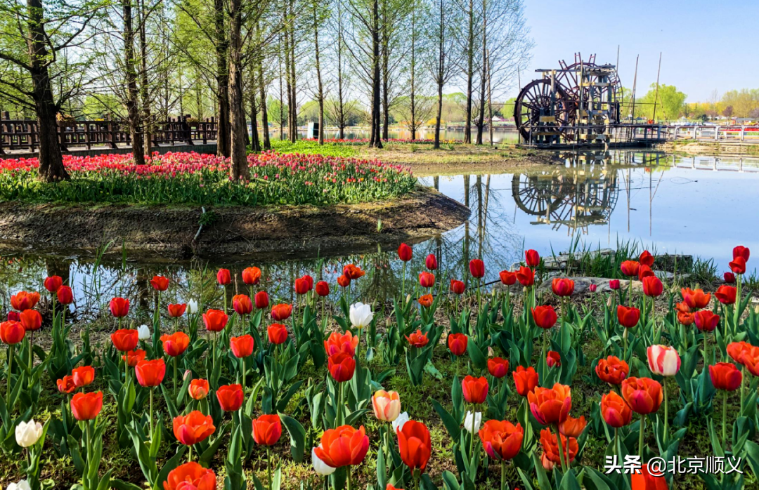 2022年北京郁金香文化节开幕，顺义融媒带您抢先看！