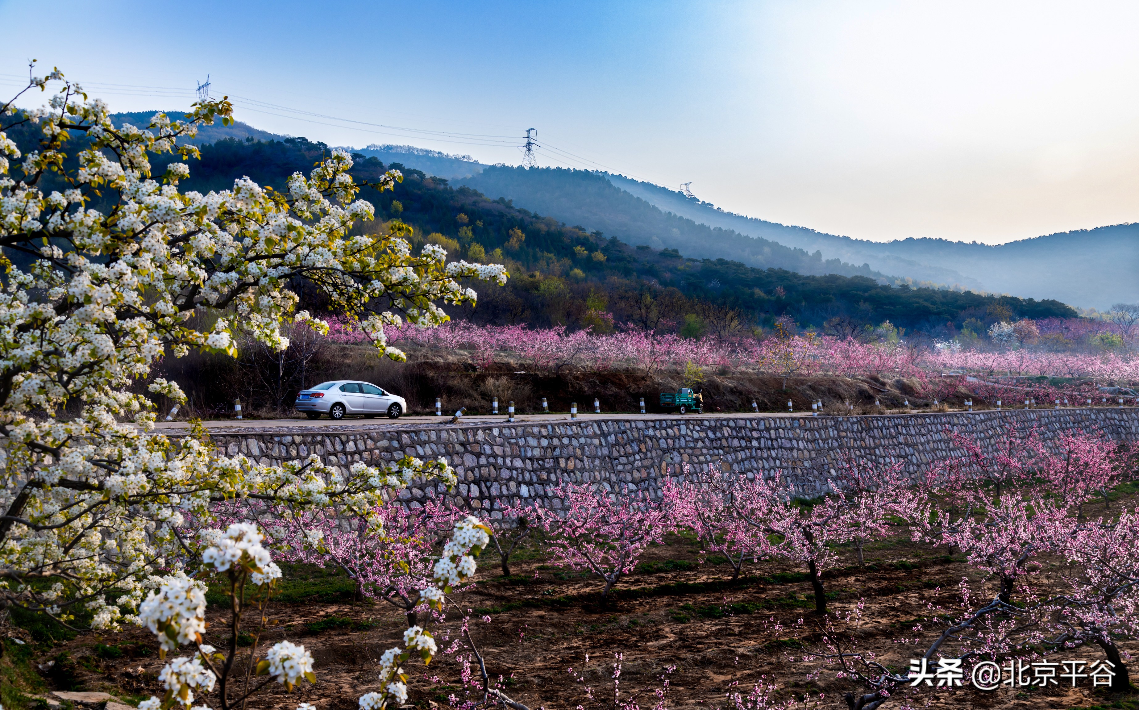 平谷携手阿里巴巴 世界级景观平谷桃花海云上绽放