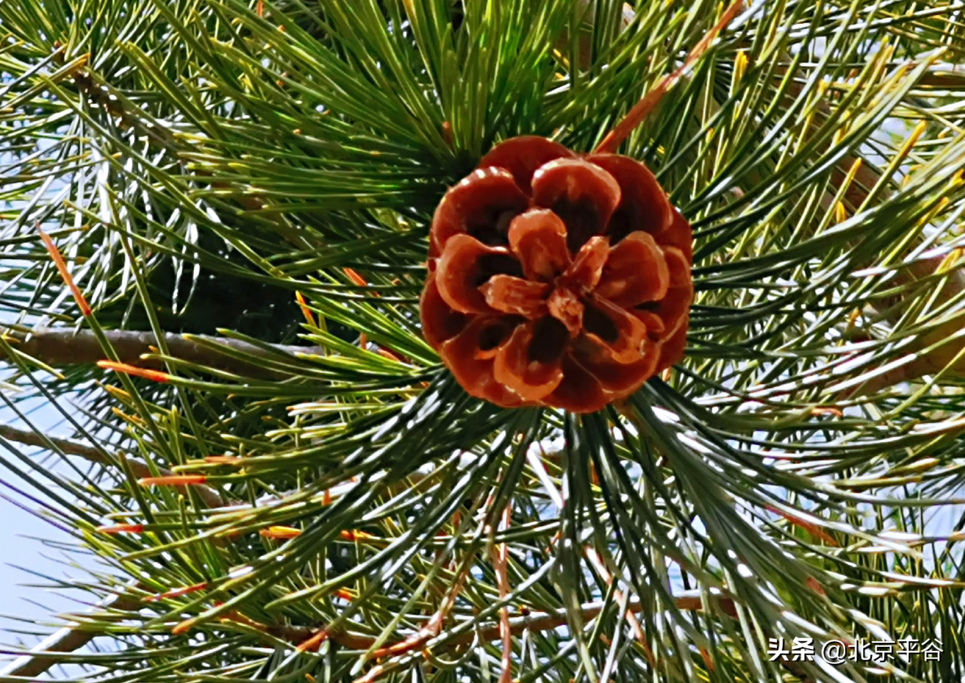 口罩遮住你的脸，却遮不住寻找平谷春天的眼