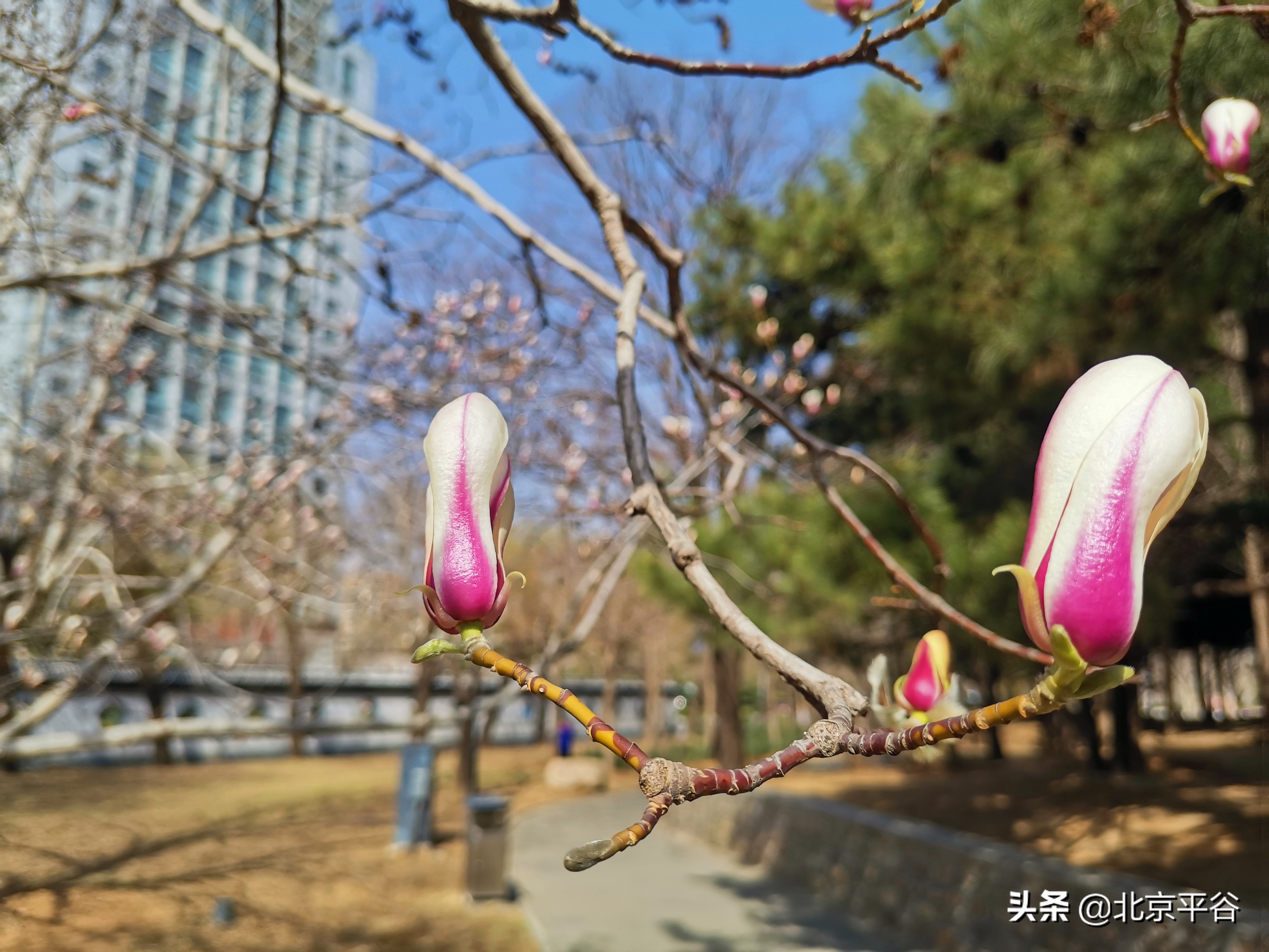 口罩遮住你的脸，却遮不住寻找平谷春天的眼