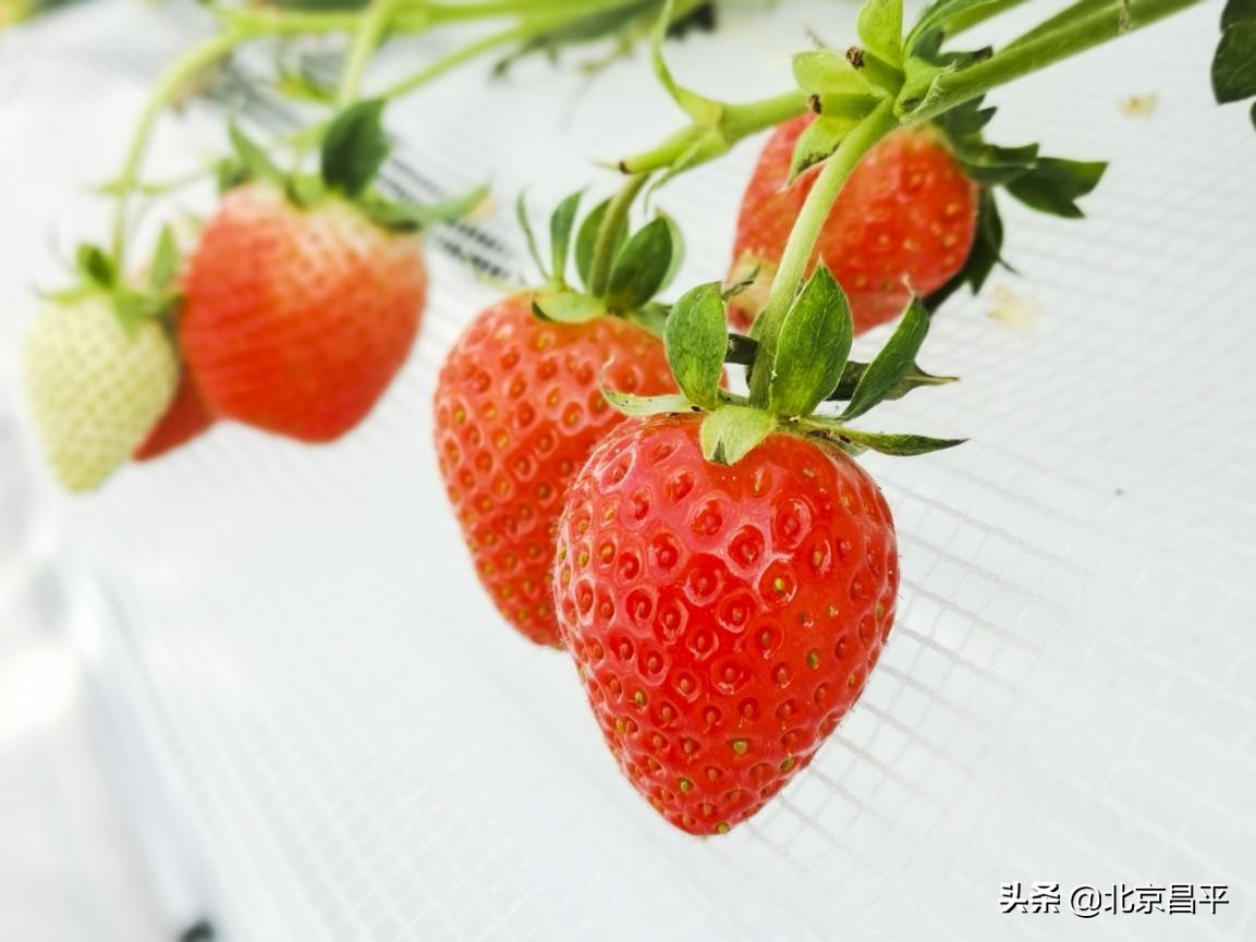 说说咱昌平的草莓，这些你都知道吗？