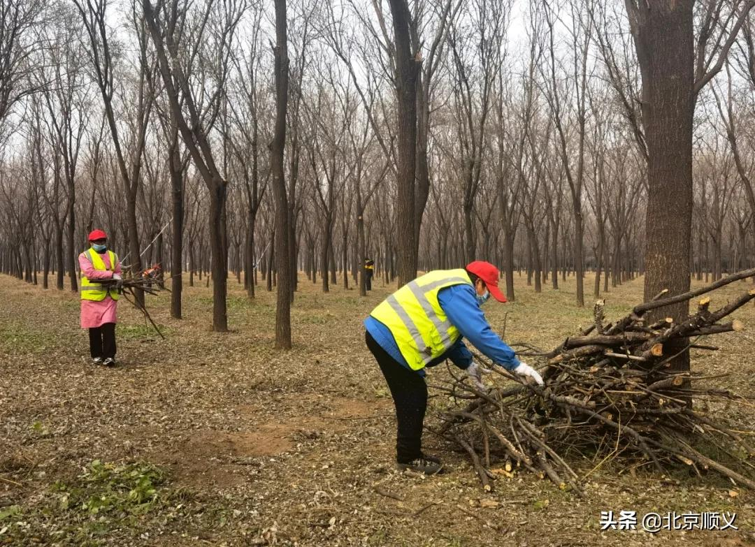 【安全关注】顺义区园林绿化服务中心全力清理林下可燃物，筑牢防火安全墙！