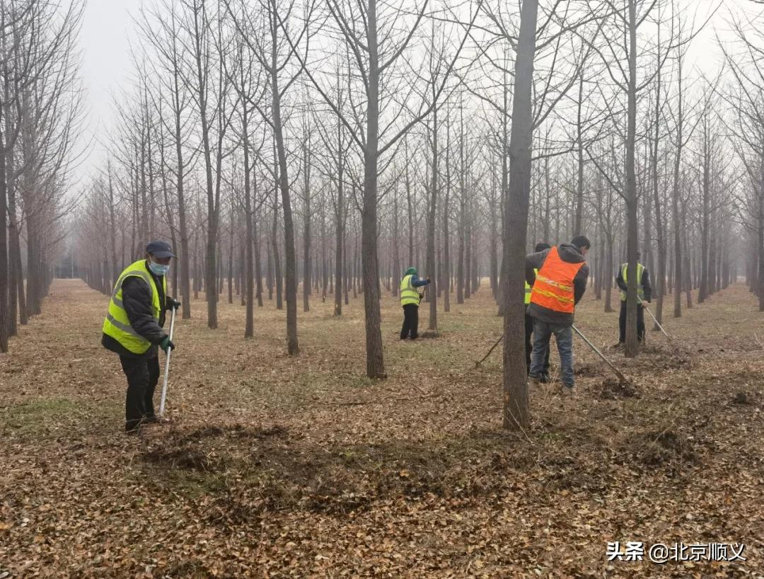 【安全关注】顺义区园林绿化服务中心全力清理林下可燃物，筑牢防火安全墙！